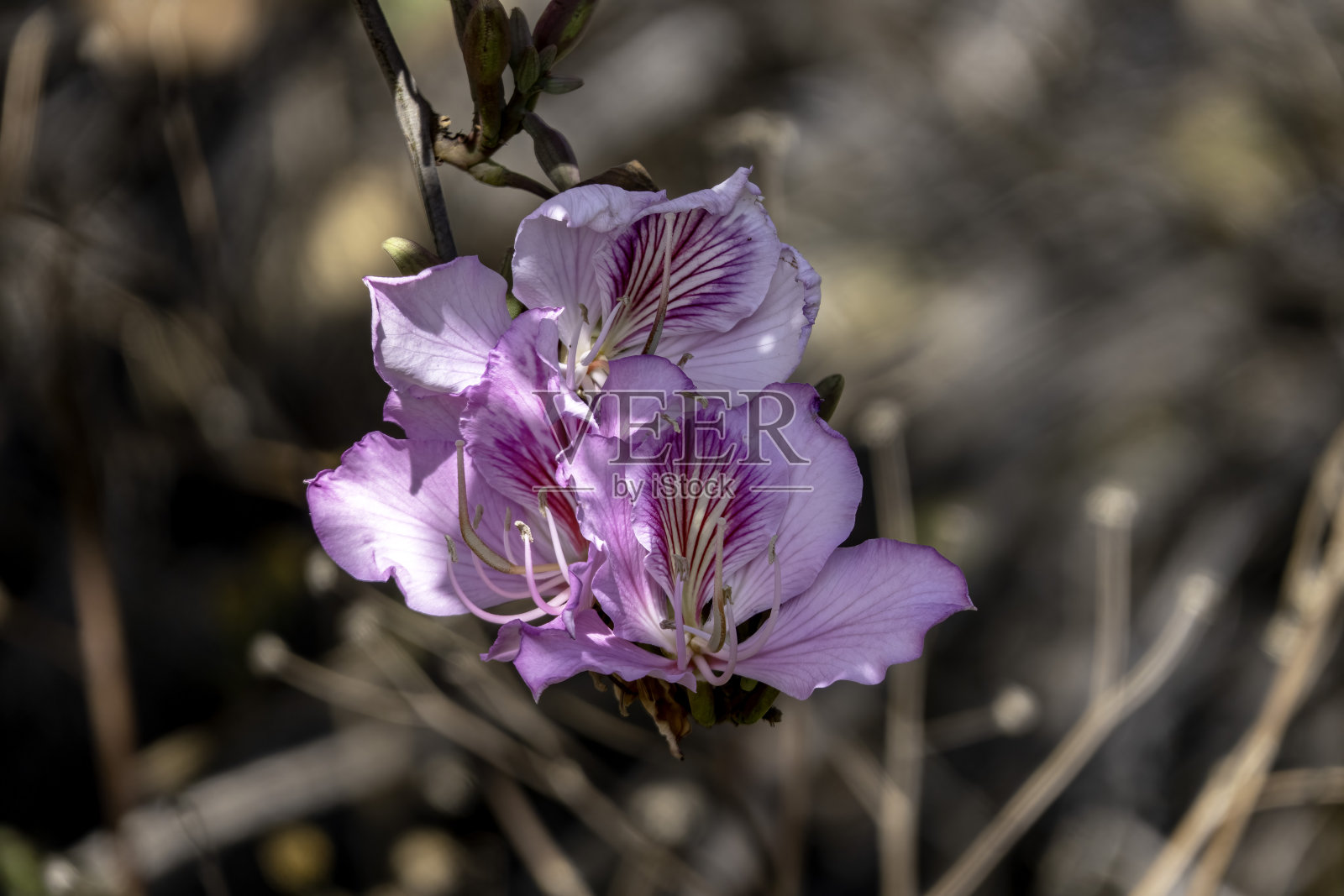特写：粉色洋紫荆花。阳光下盛开的兰花树照片摄影图片