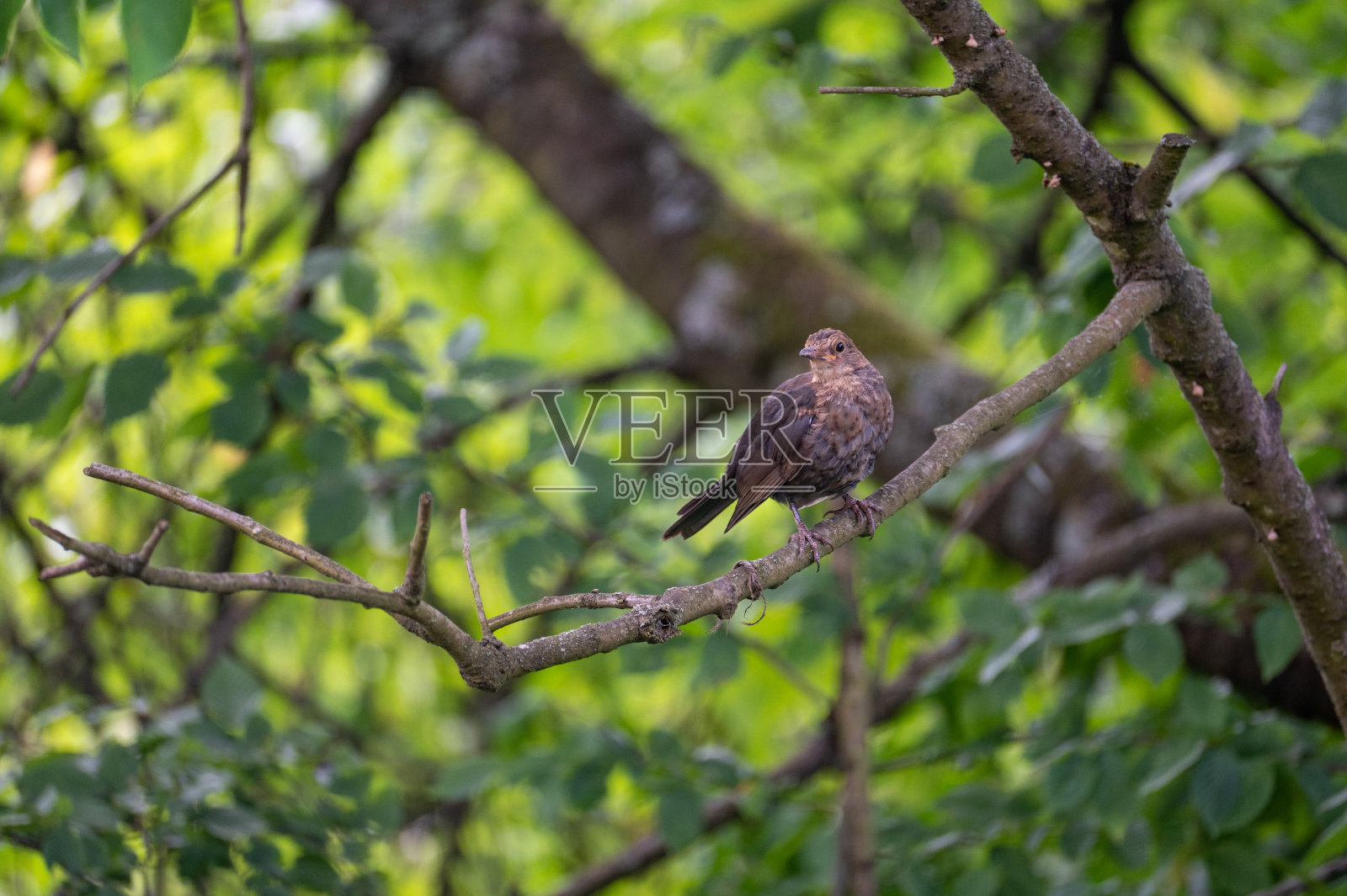 一只画眉坐在树上照片摄影图片