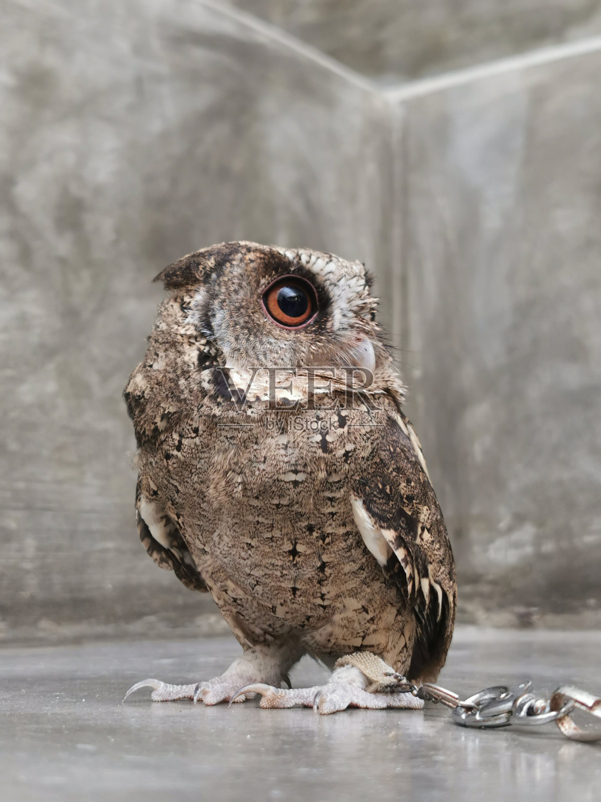 仓鸮照片摄影图片