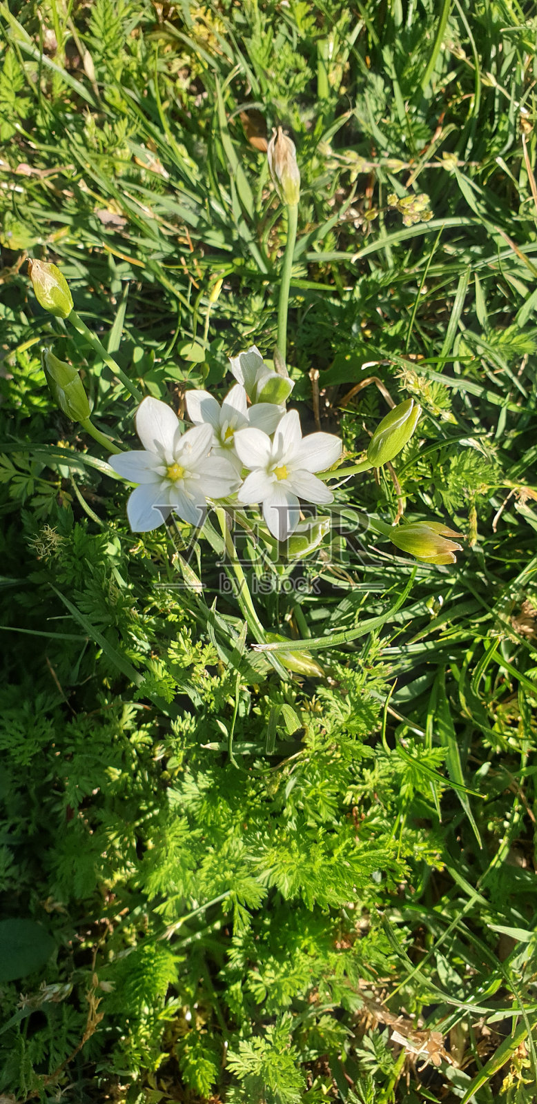 伯利恒之星照片摄影图片