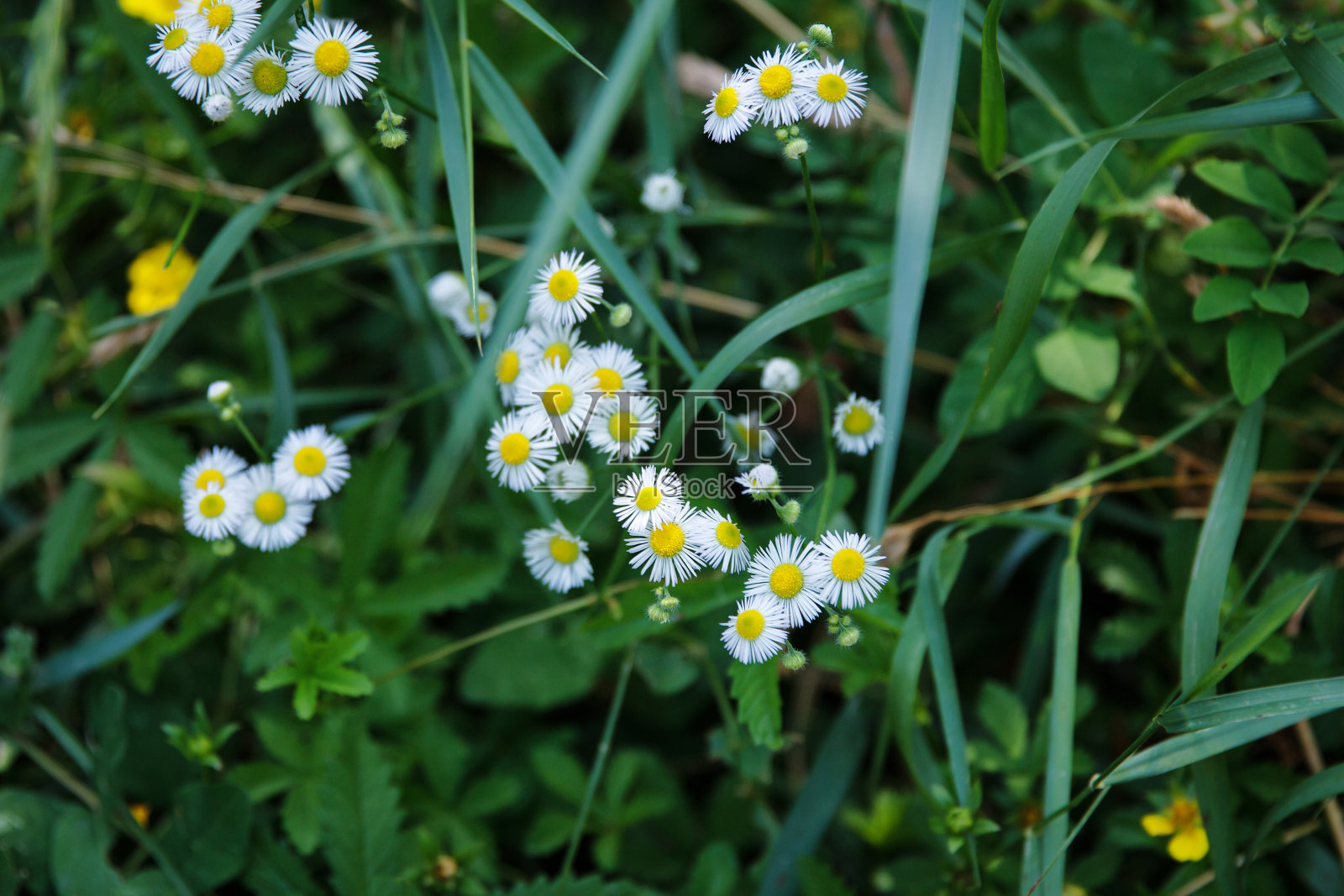 菊花开花在草地上的草，在一个绿色的背景，俯视图照片摄影图片