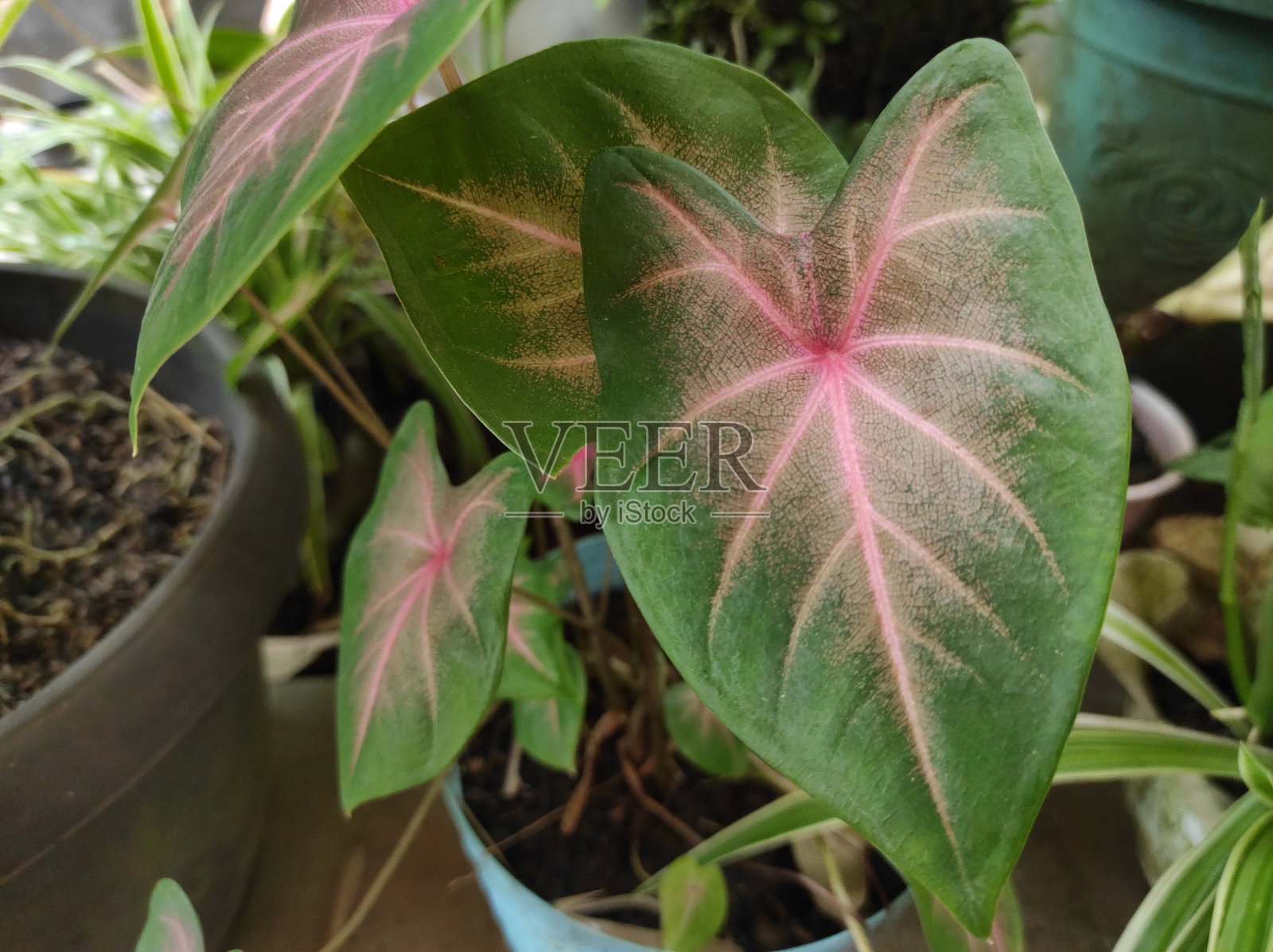 红色和绿色叶子的室内植物“双色Caladium bicolor”照片摄影图片