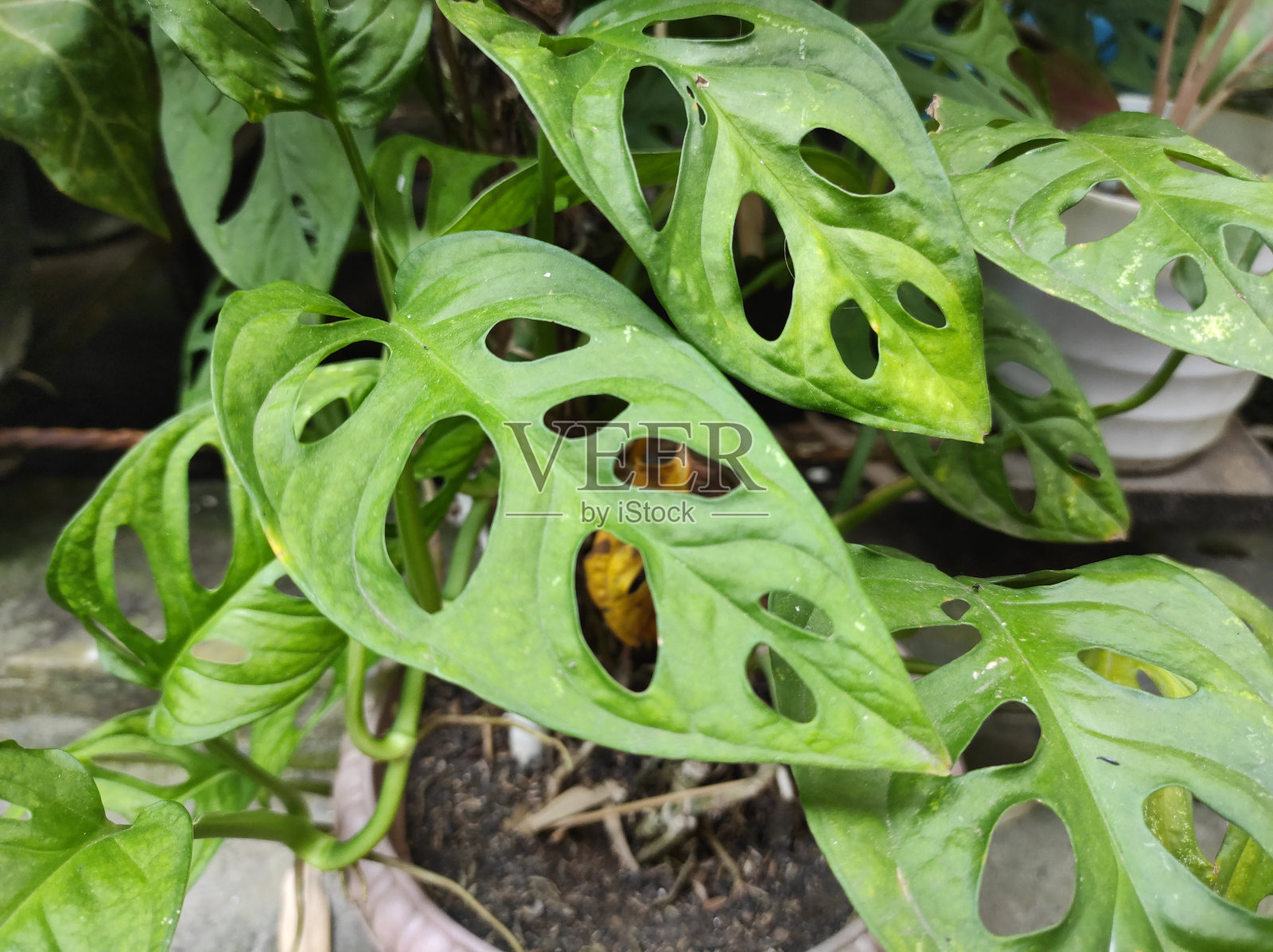 叶子中间有孔的观赏植物照片摄影图片