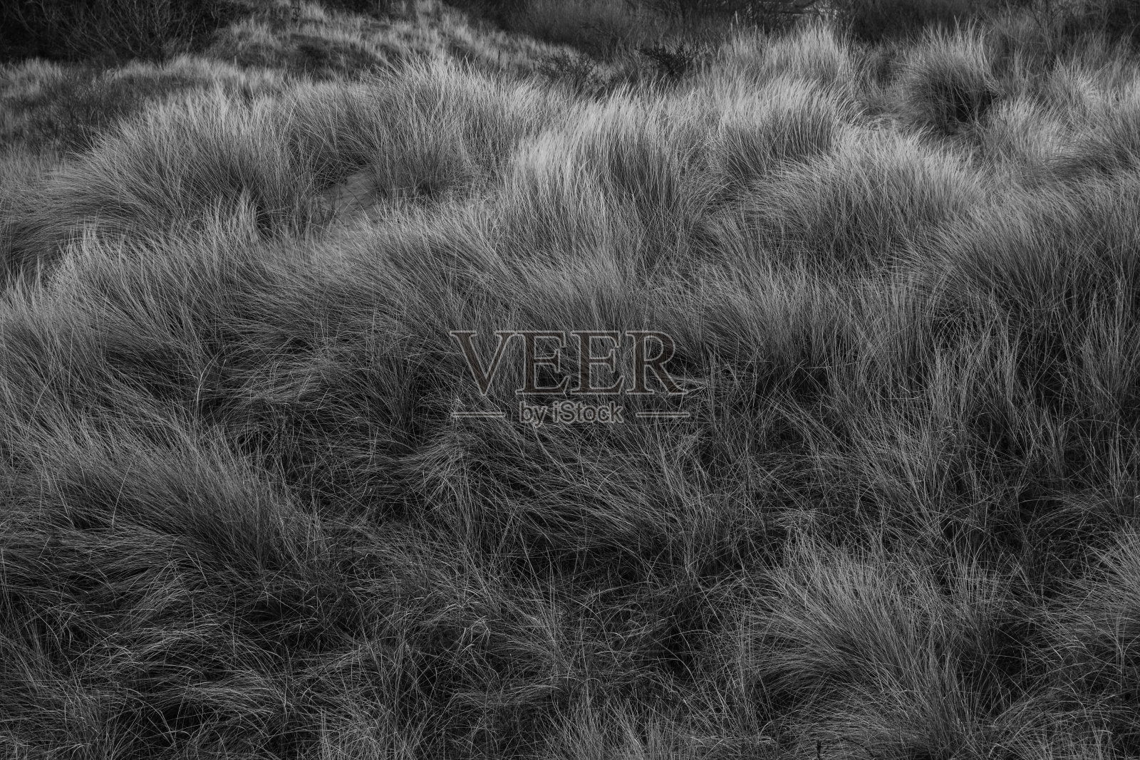 沙丘上的草照片摄影图片