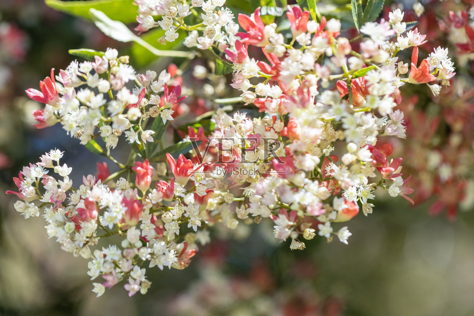 美丽的新南威尔士州开花圣诞灌木-角翅果，背景与复制空间照片摄影图片