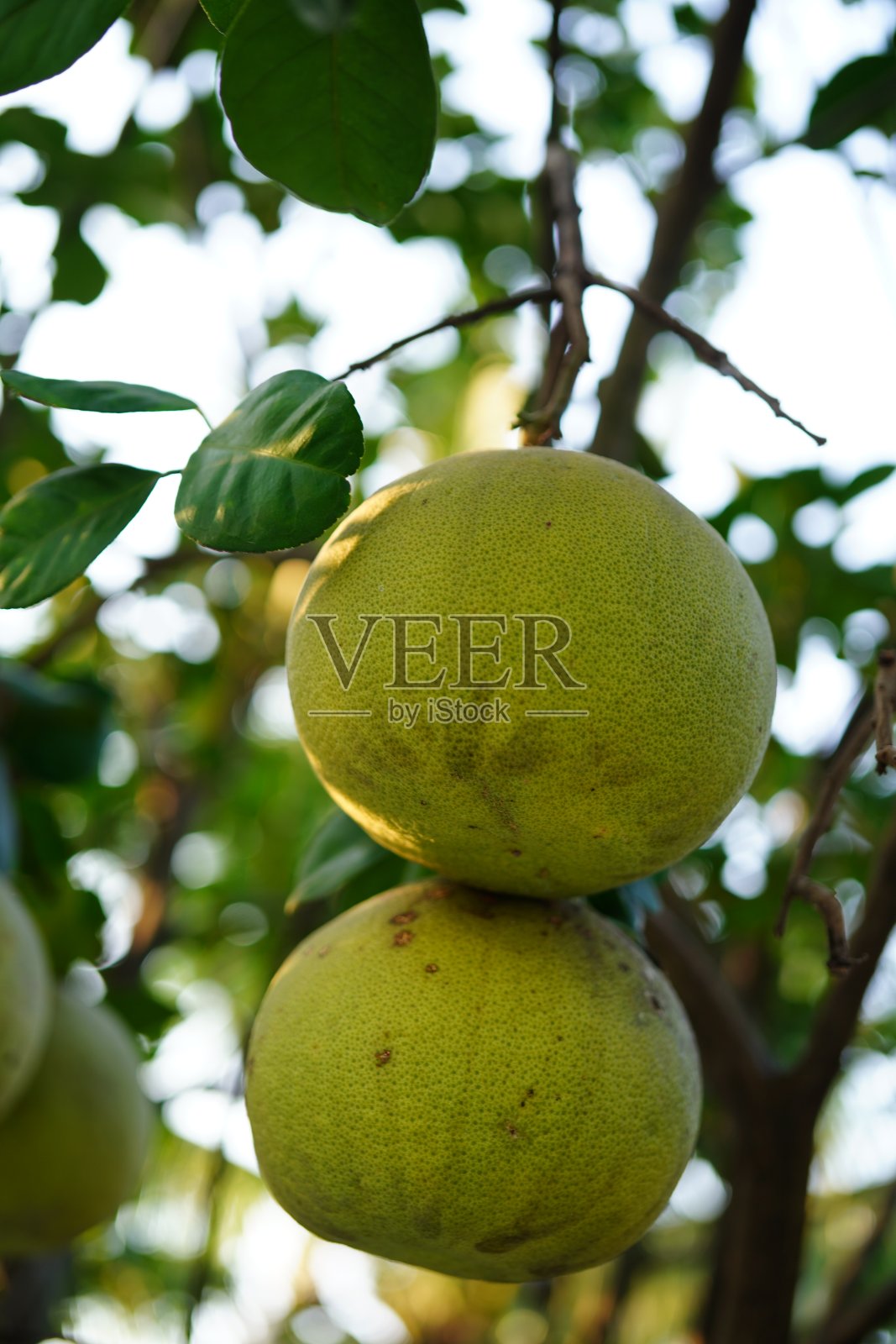 柚子果照片摄影图片
