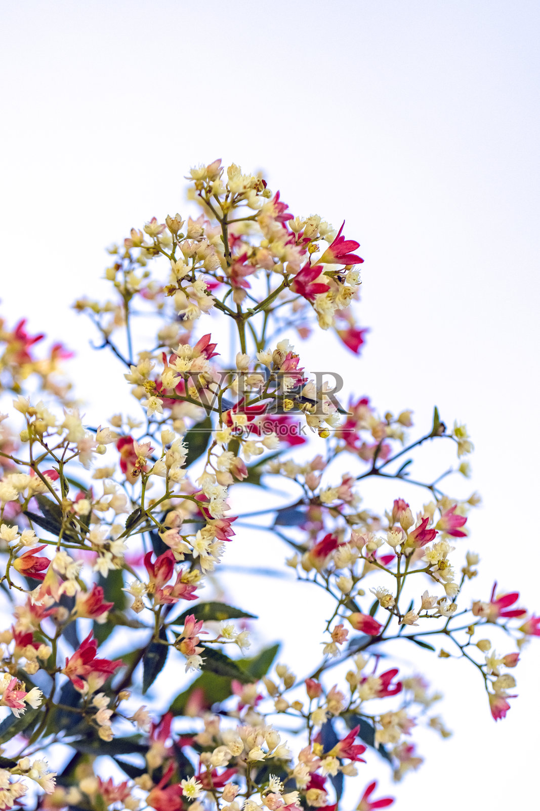 美丽的新南威尔士州开花圣诞灌木-角翅果，背景与复制空间照片摄影图片
