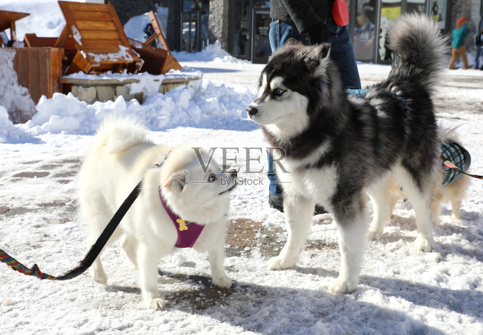 两只狗在雪地里玩照片摄影图片