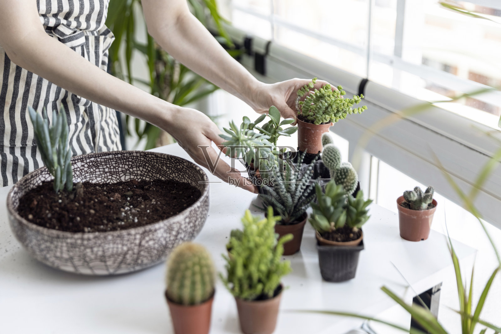 女园丁用手在白色桌子上的花盆里移植仙人掌和多肉植物。家庭花园的概念。照片摄影图片