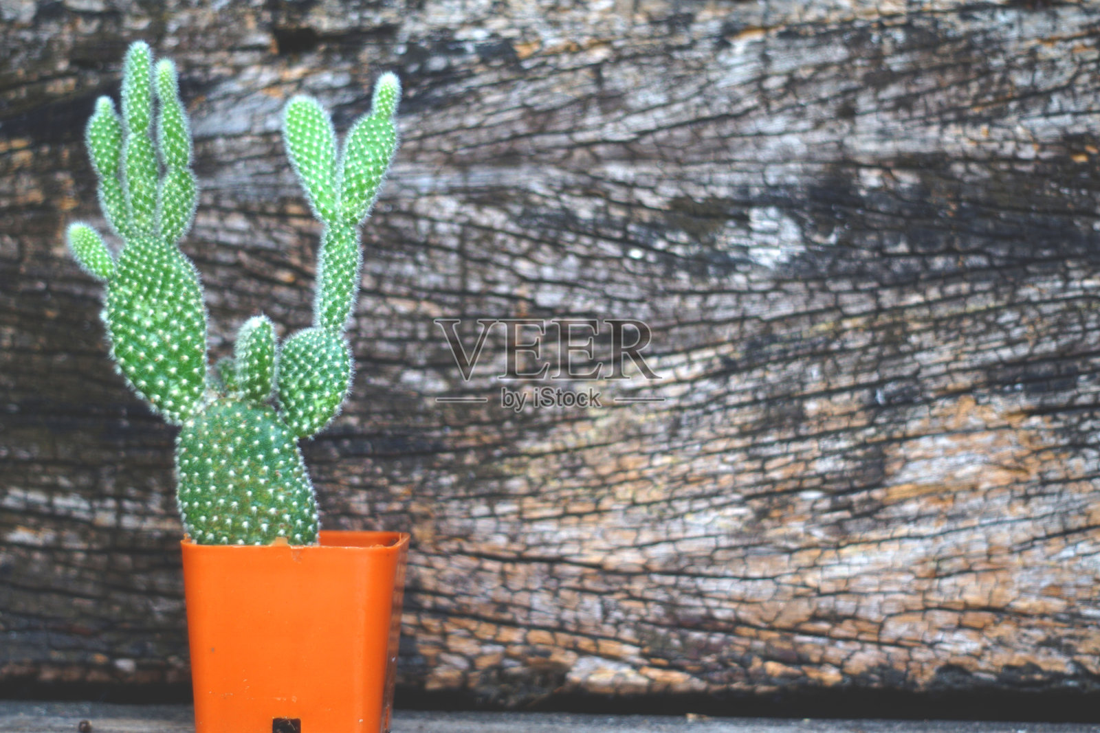 放在木地板上的仙人掌照片摄影图片