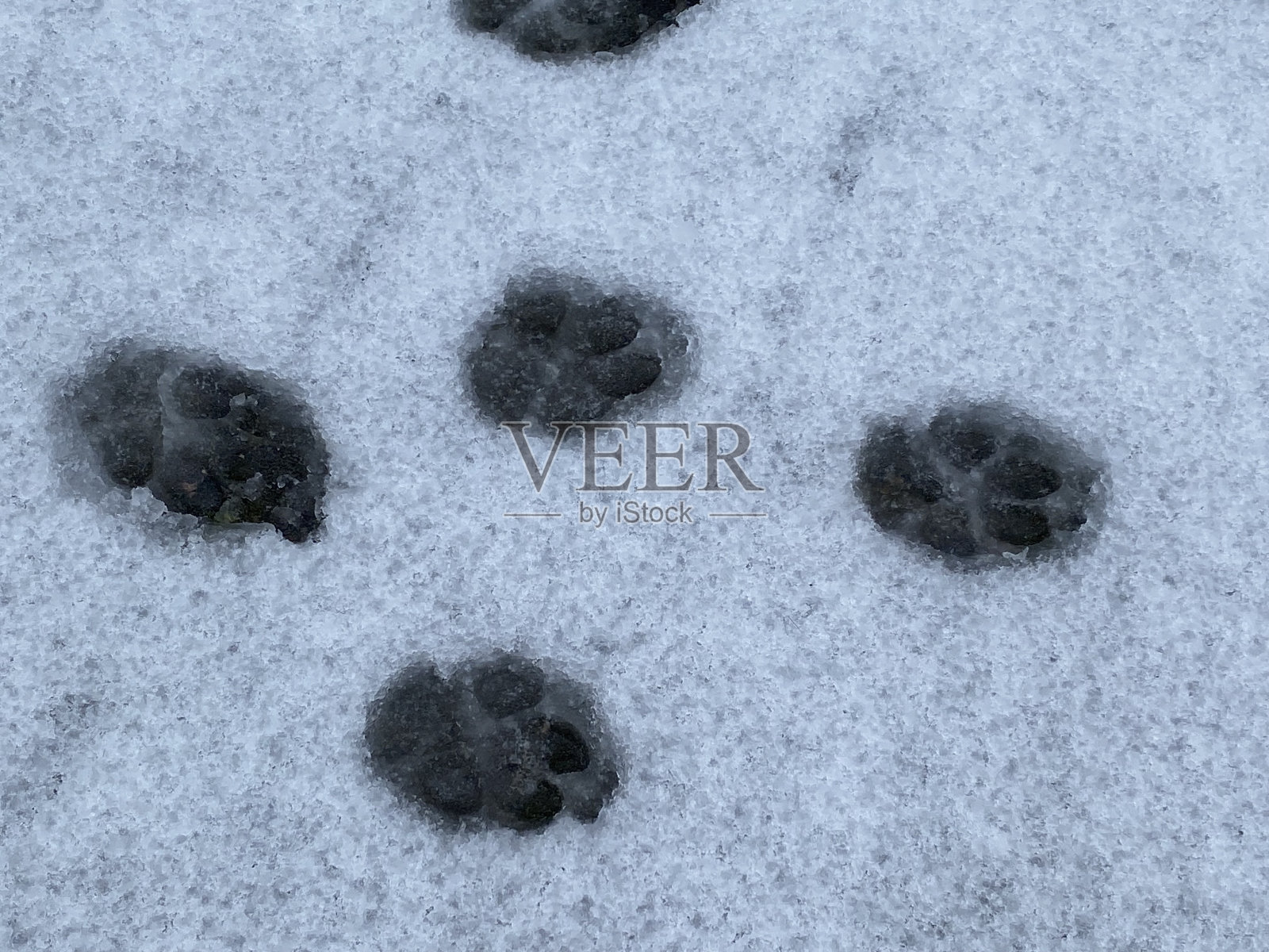 雪地上的爪印照片摄影图片