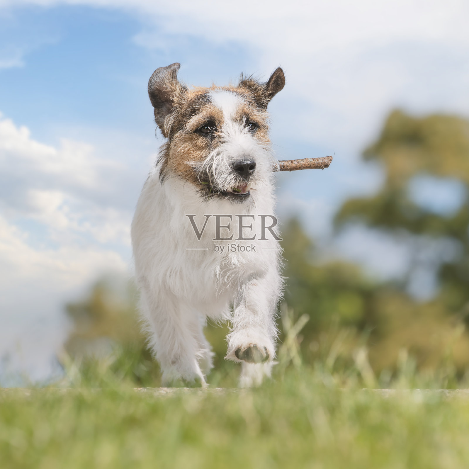 漂亮的狗照片摄影图片