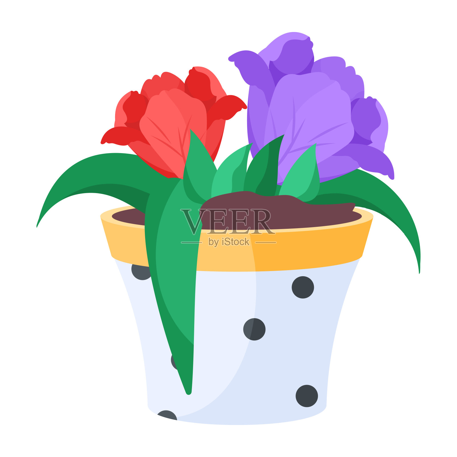 郁金香的植物插画图片素材