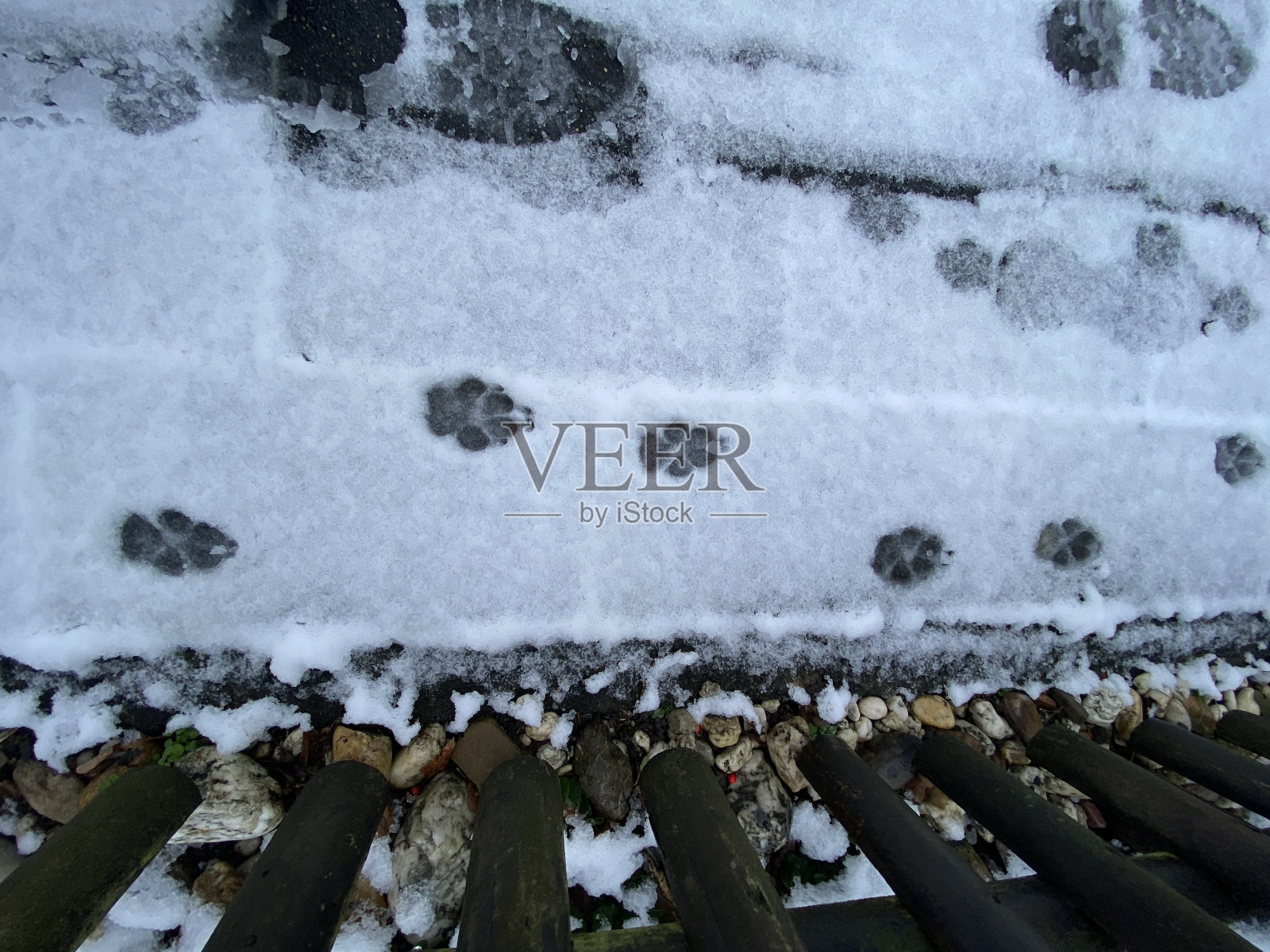 雪地上的爪印照片摄影图片