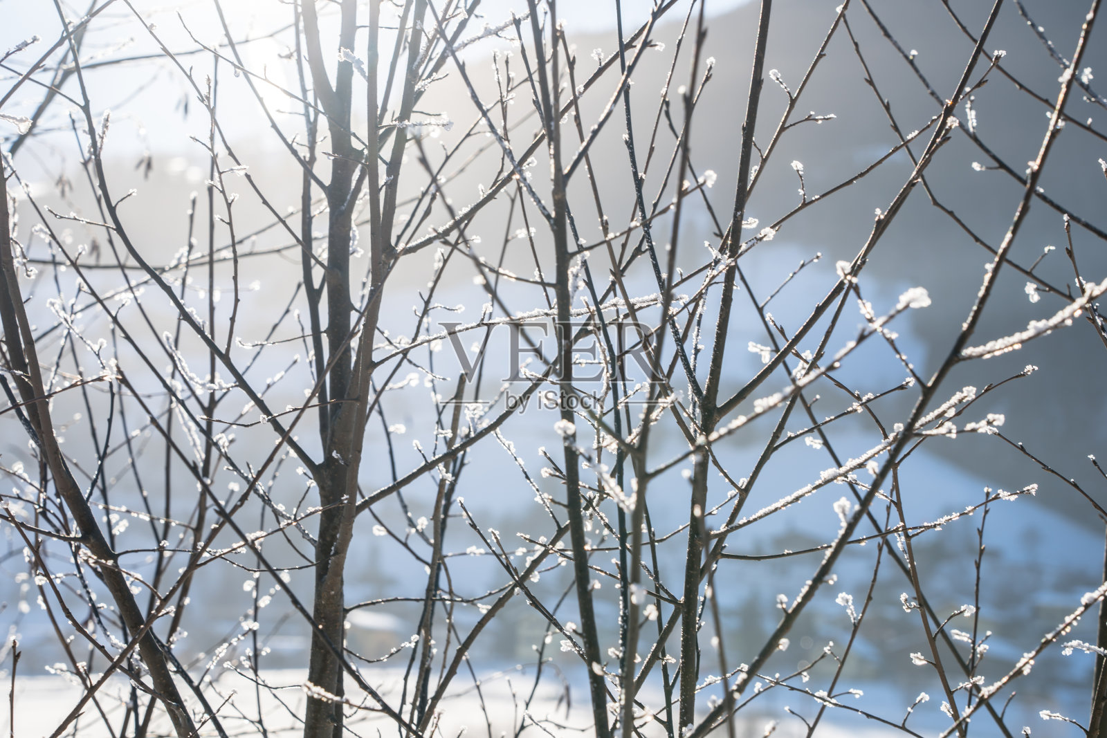 阳光透过树木照片摄影图片