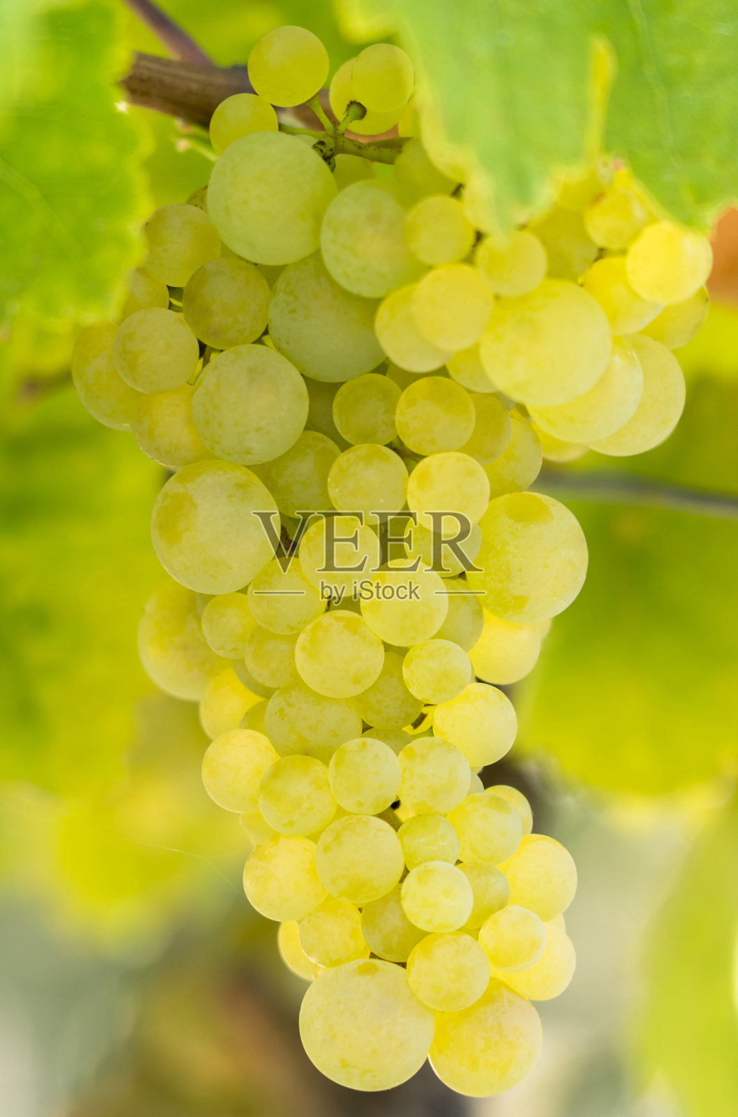 葡萄葡萄园照片摄影图片