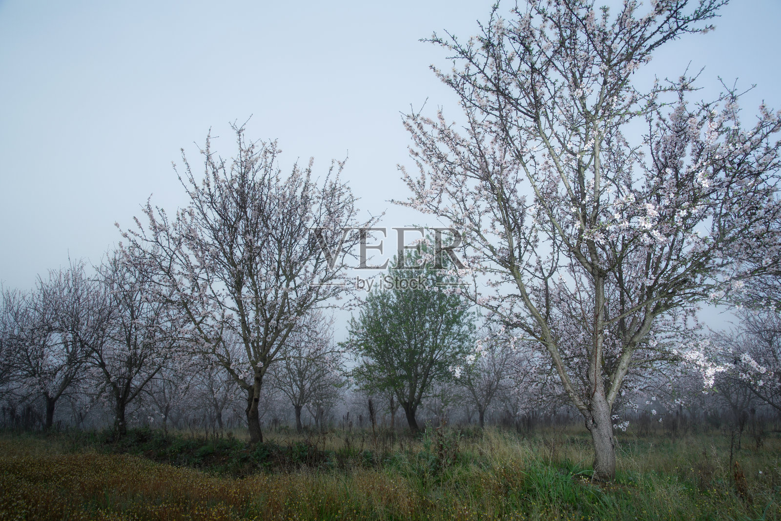 薄雾下绽放的杏仁照片摄影图片