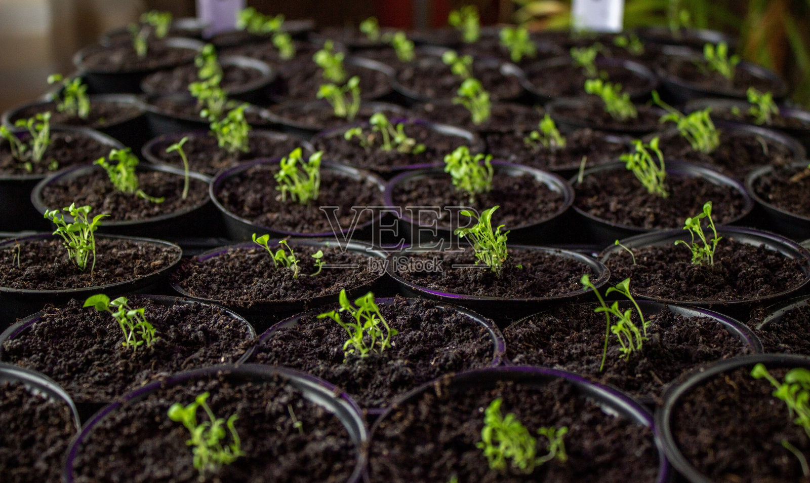 花苗，花苗，栽培。照片摄影图片