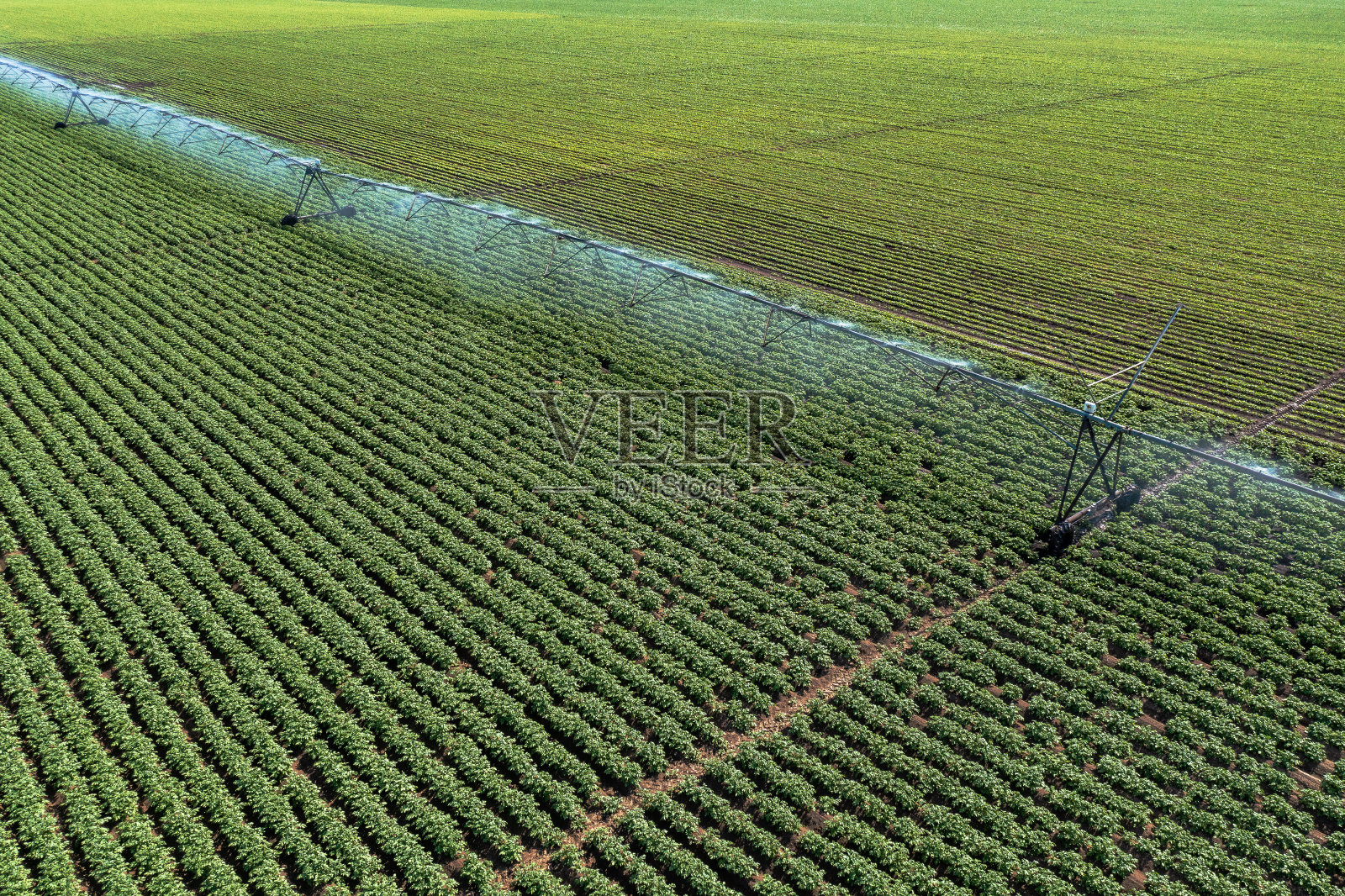 从无人机视角鸟瞰马铃薯种植农田灌溉喷头照片摄影图片