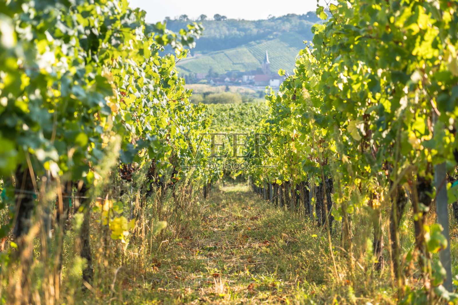 瓦鲁斯葡萄园里的葡萄园照片摄影图片