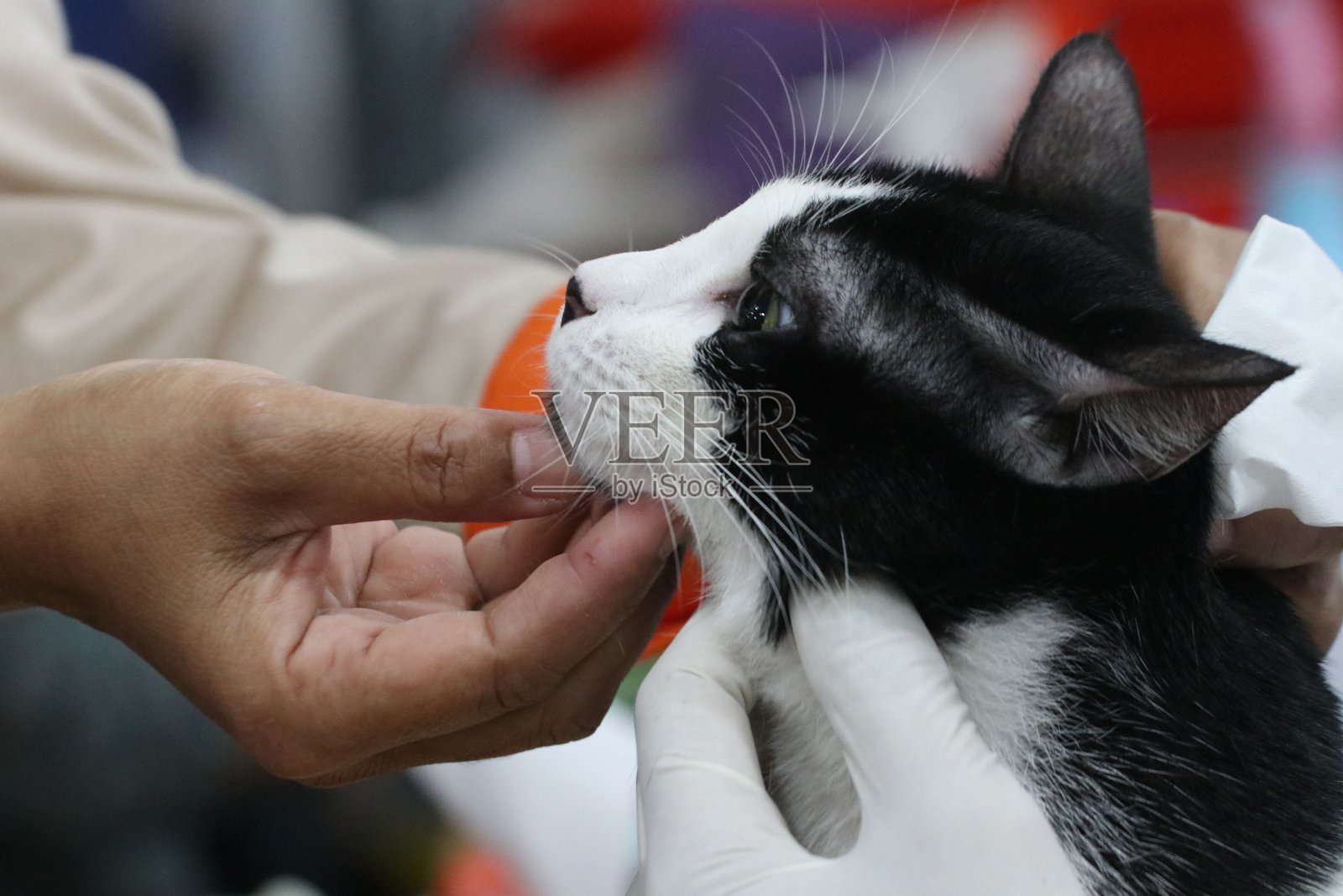 猫注射照片摄影图片