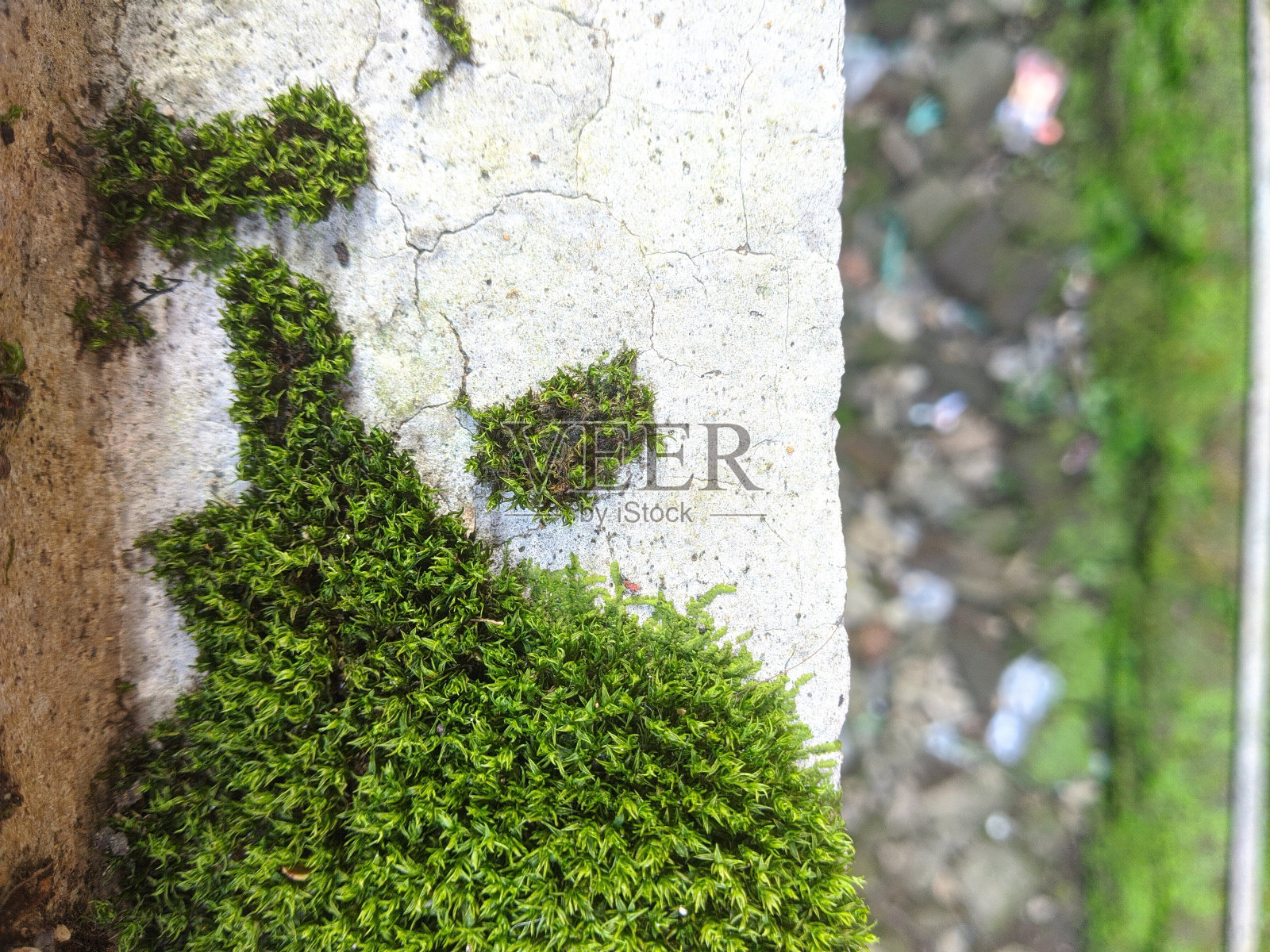 青苔在篱笆墙上照片摄影图片