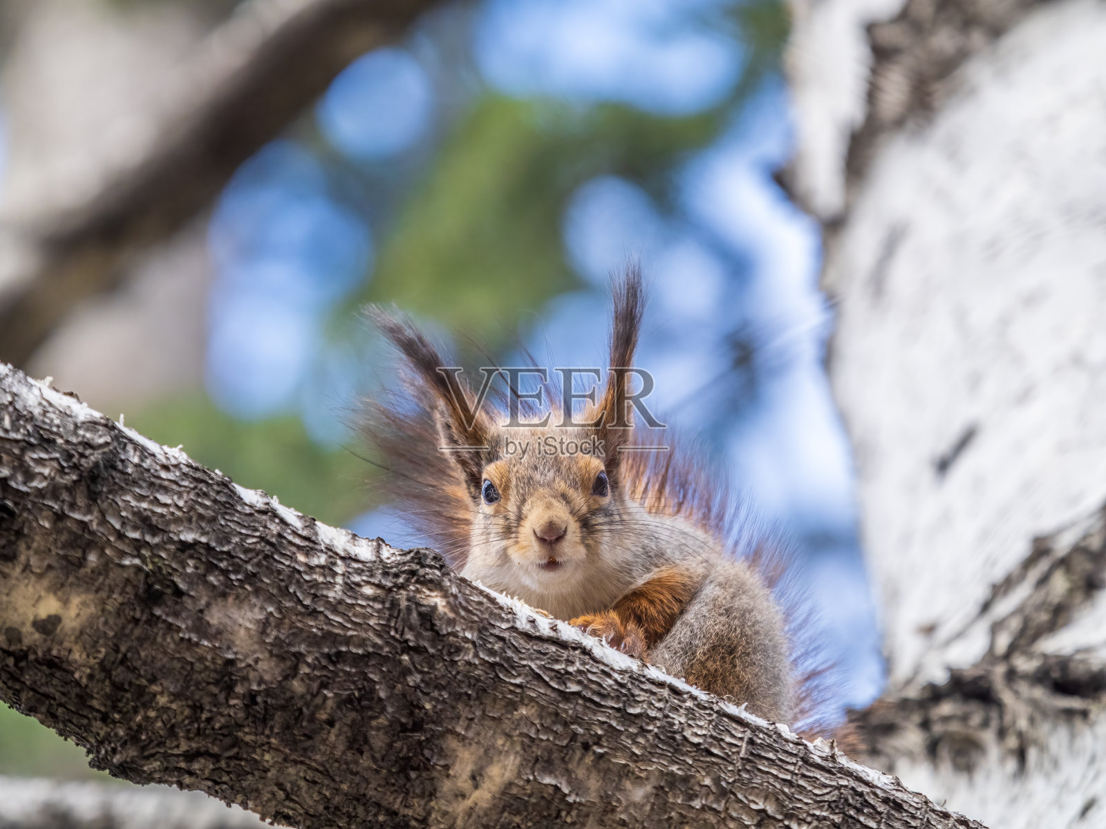 松鼠在春天或夏天坐在树枝上。照片摄影图片