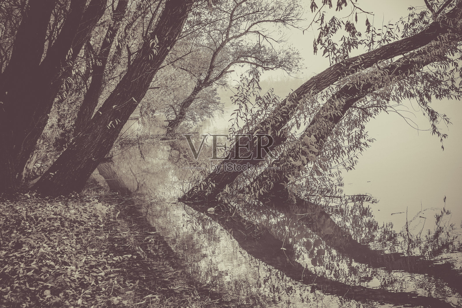 秋天河畔照片摄影图片