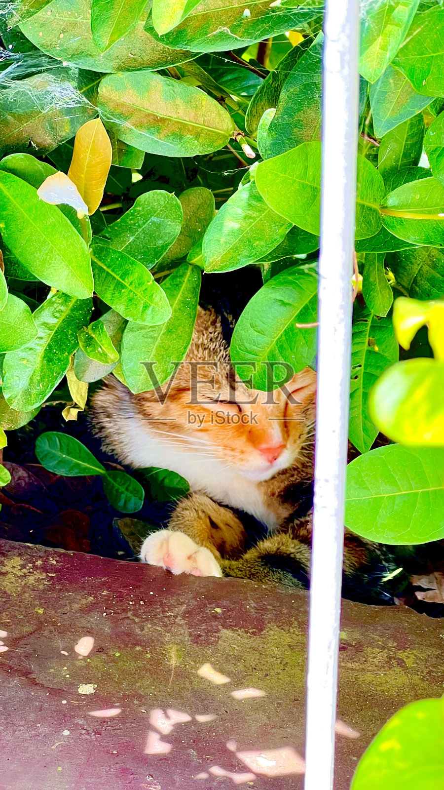 猫和植物照片摄影图片