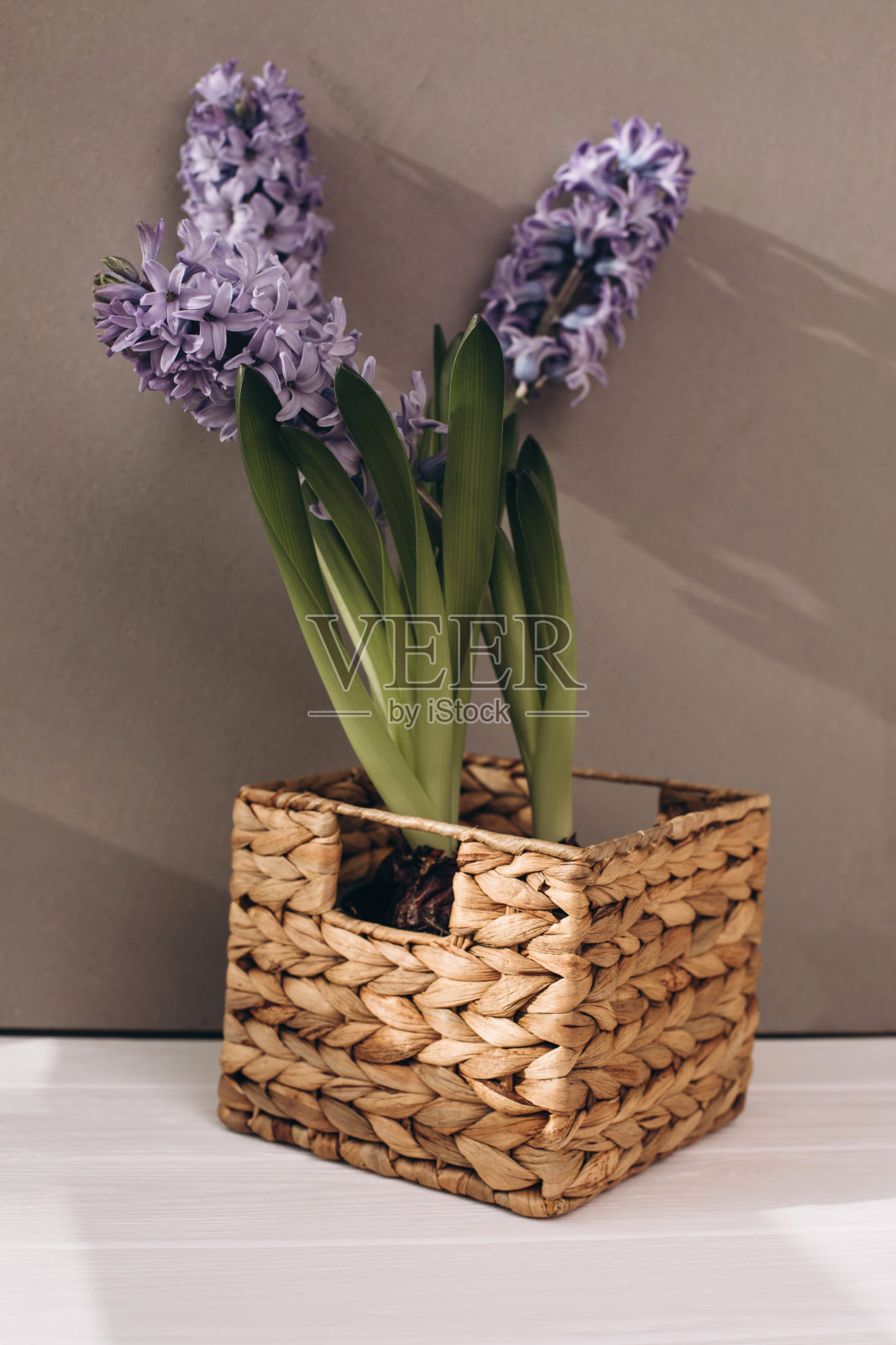 紫色的风信子花，在白色木桌上，灰色背景。春天的背景照片摄影图片