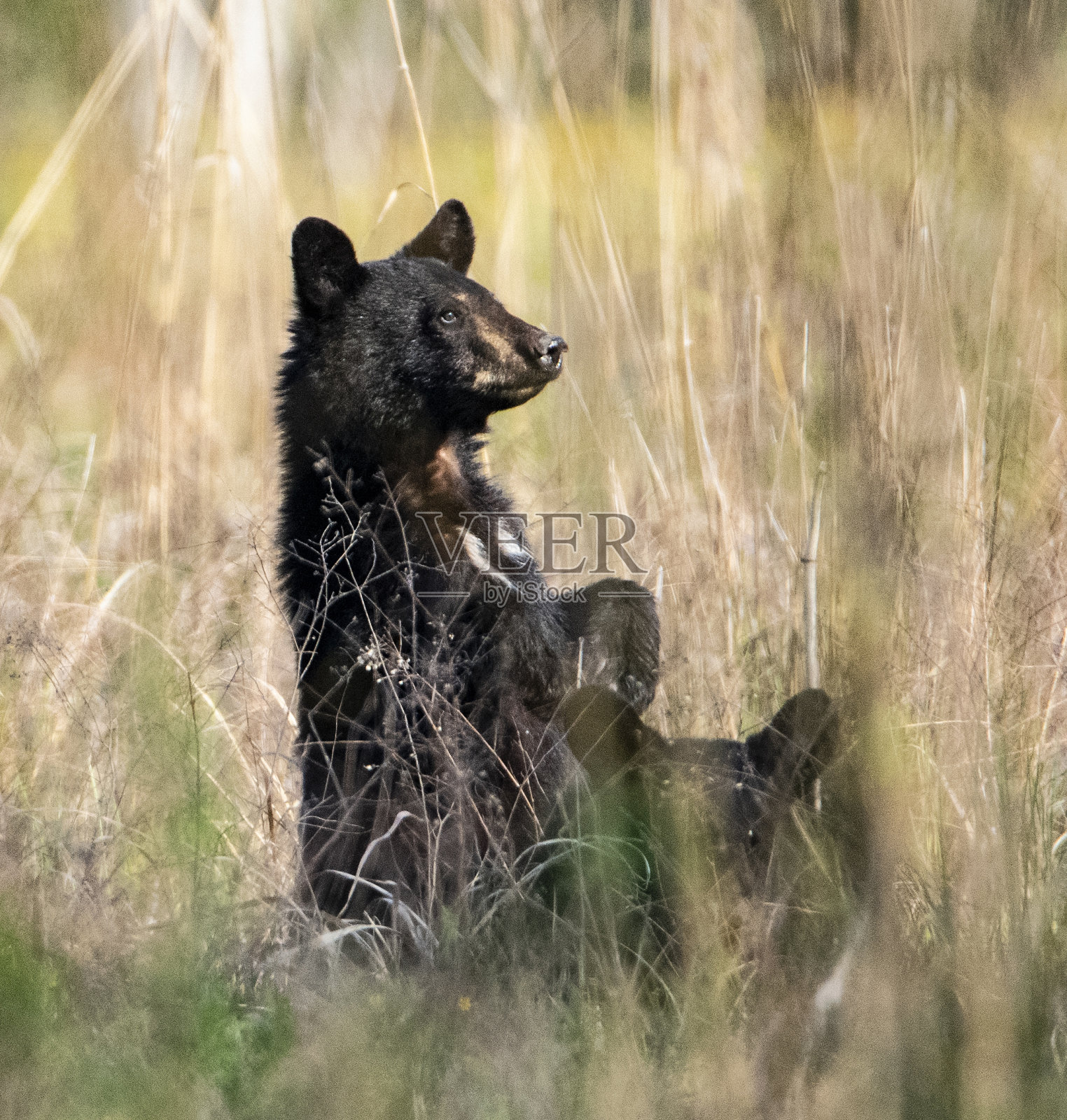 黑熊站在高高的草丛中。照片摄影图片