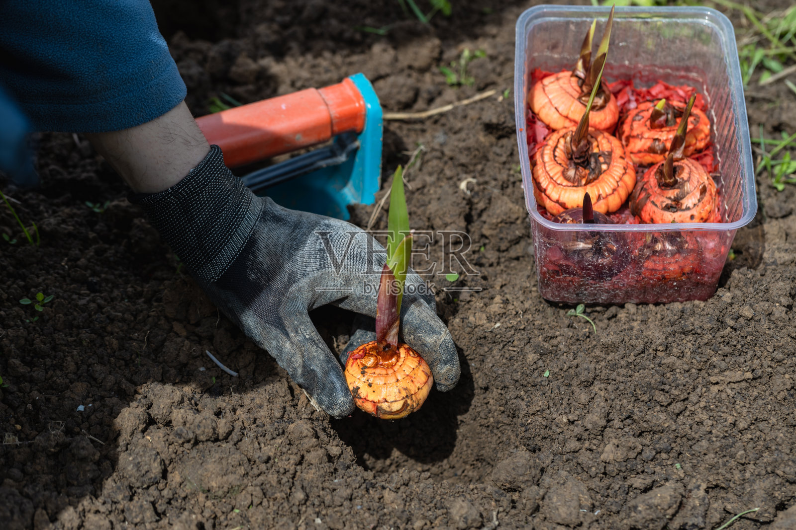 手在土里种出了鳞茎花。在种植前，手握剑兰球茎照片摄影图片