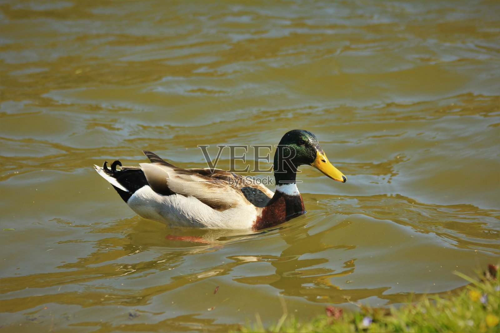 野鸭游泳照片摄影图片