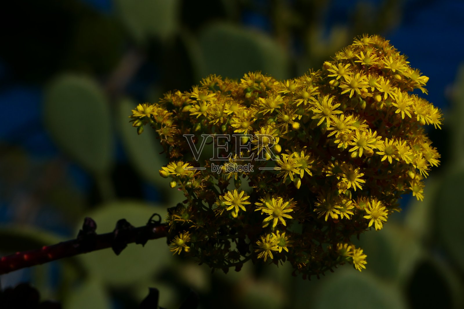 Aeonium植物园，Cap Roig植物园，Calella de Palafrugell周围，Costa Brava，加泰罗尼亚照片摄影图片