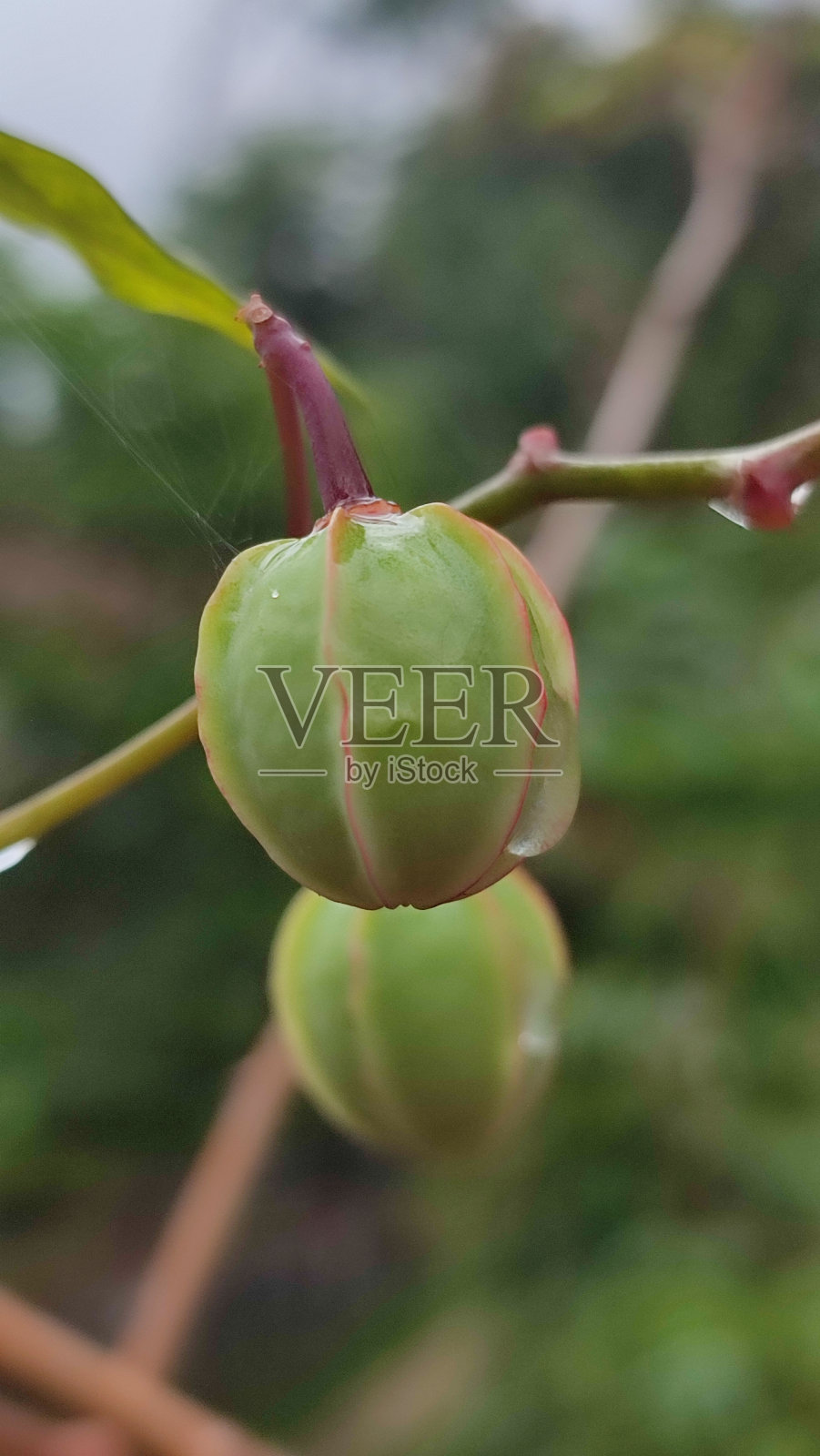 木薯果4照片摄影图片