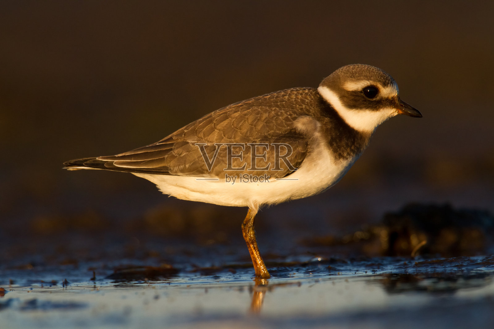 滨鸟-小环纹鸻在绿色背景，野生动物波兰欧洲照片摄影图片