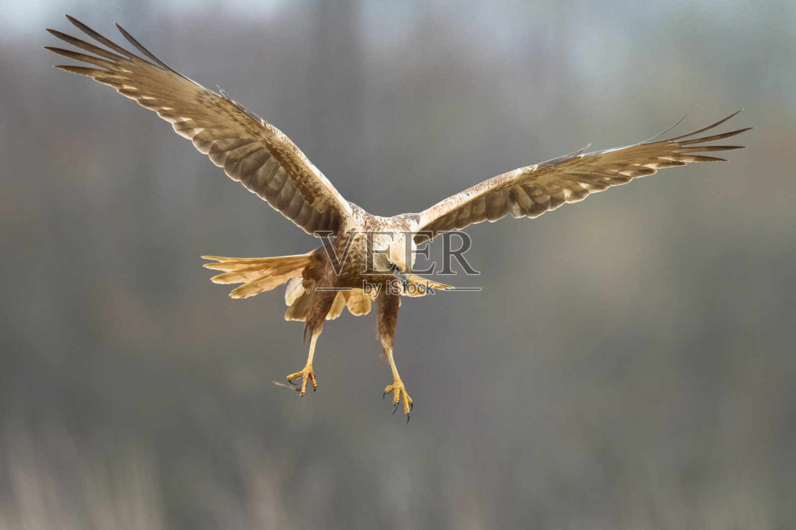 飞禽猛禽沼泽鹞马戏团铜绿，狩猎时间波兰欧洲照片摄影图片