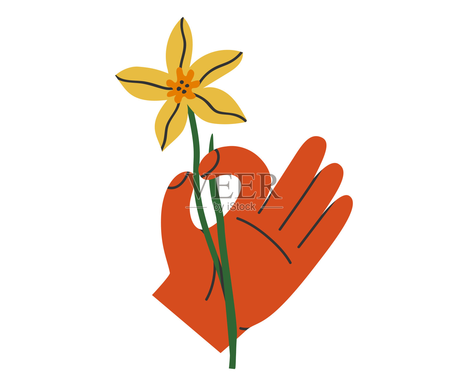 手与水仙插图插画图片素材