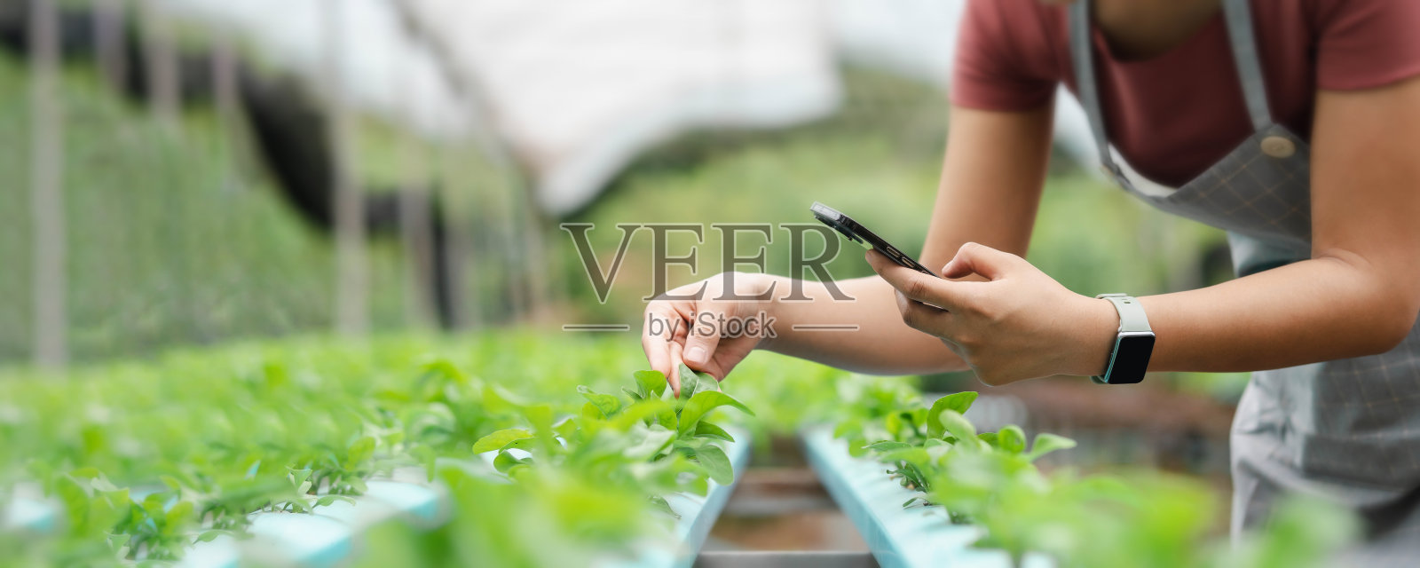 亚洲女园丁在水培农场检查和监督新鲜生菜的生长。水培蔬菜概念。照片摄影图片