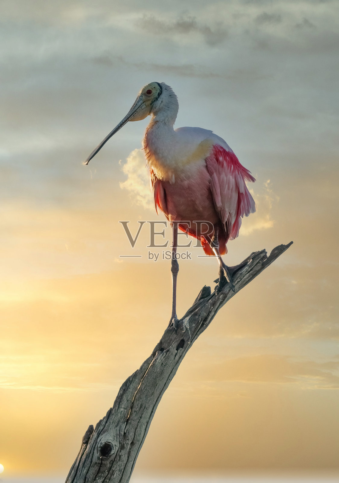 美丽日出时的琵鹭照片摄影图片