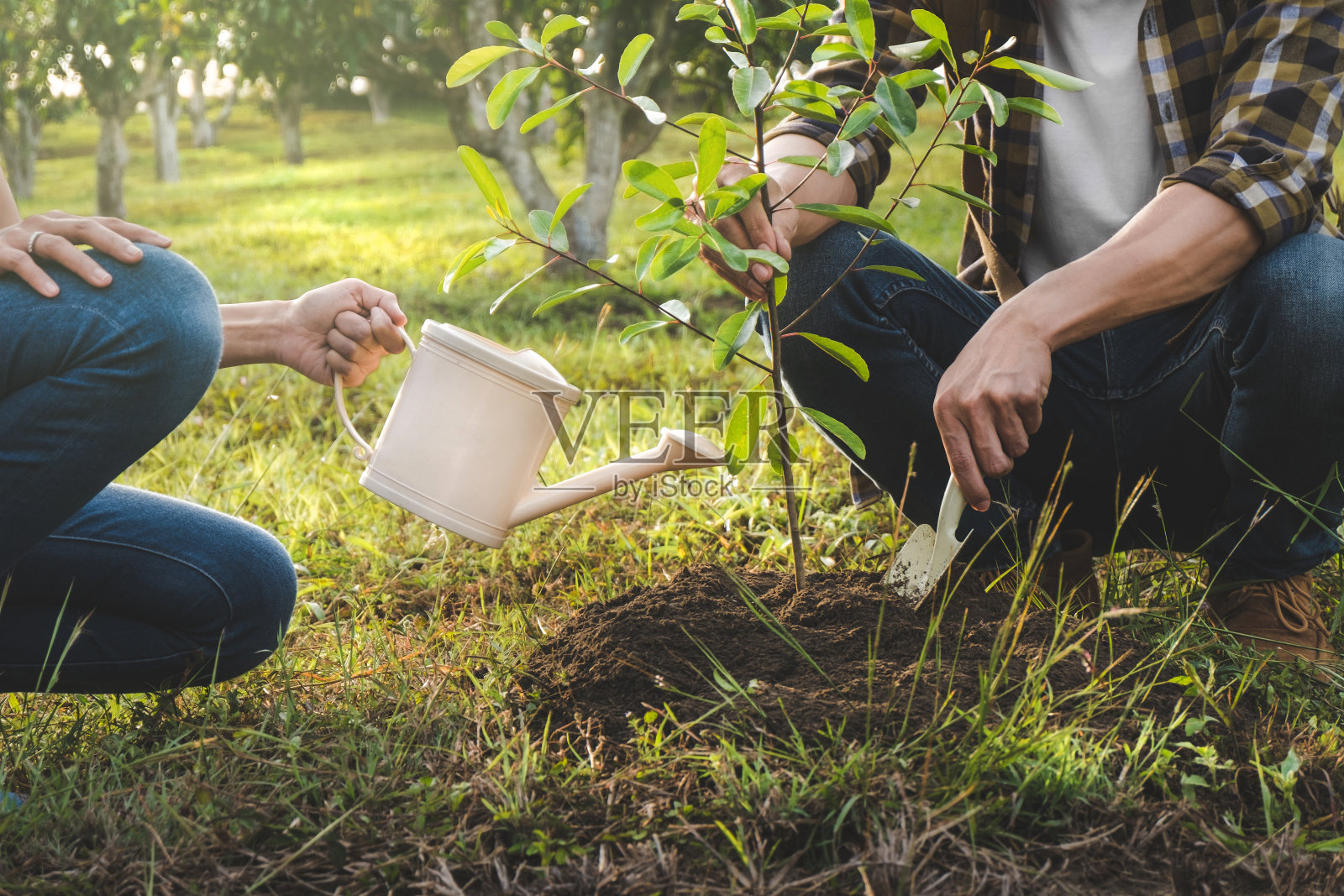年轻夫妇一起在花园里种小树。照片摄影图片