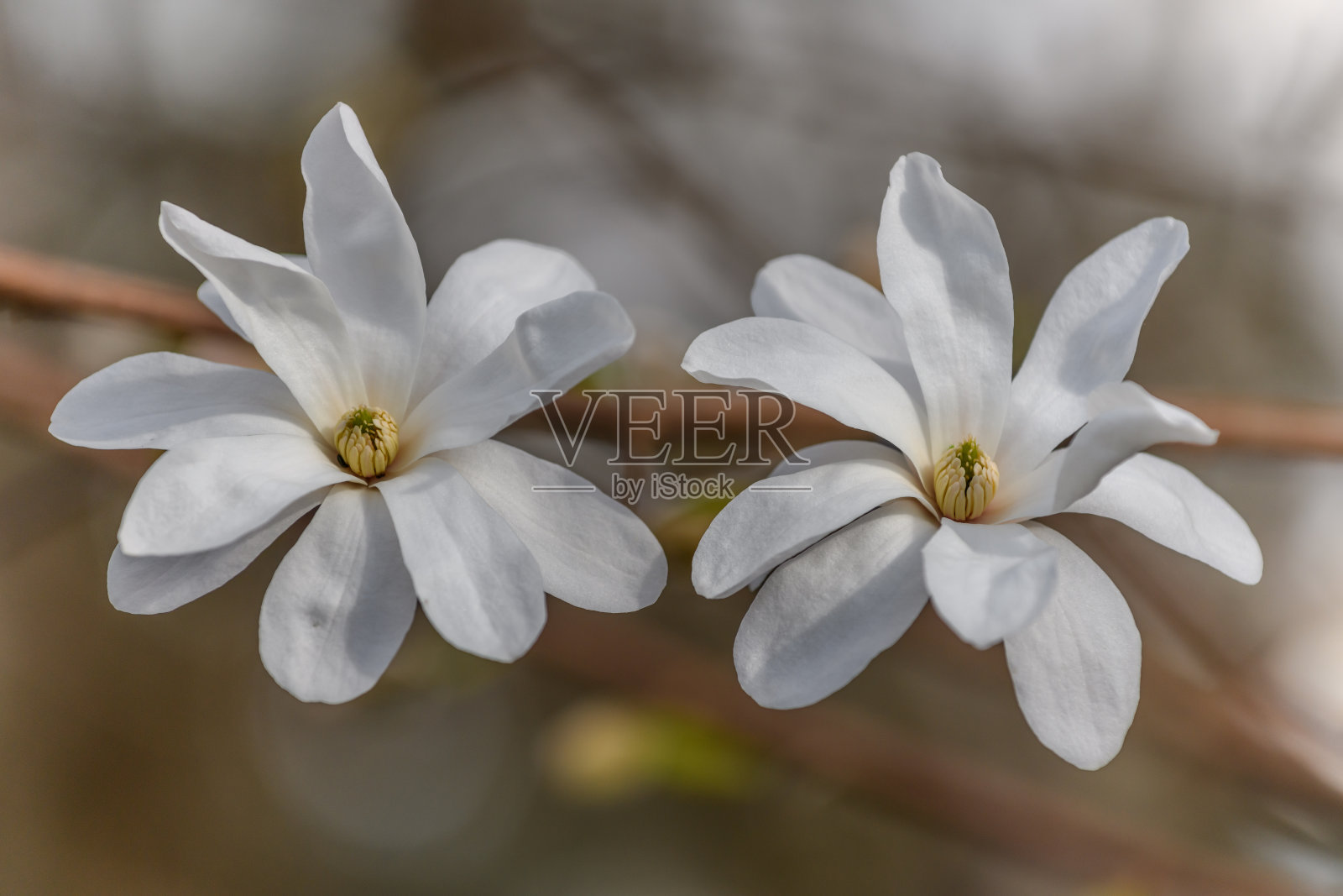 早春白玉兰的芬芳花朵照片摄影图片