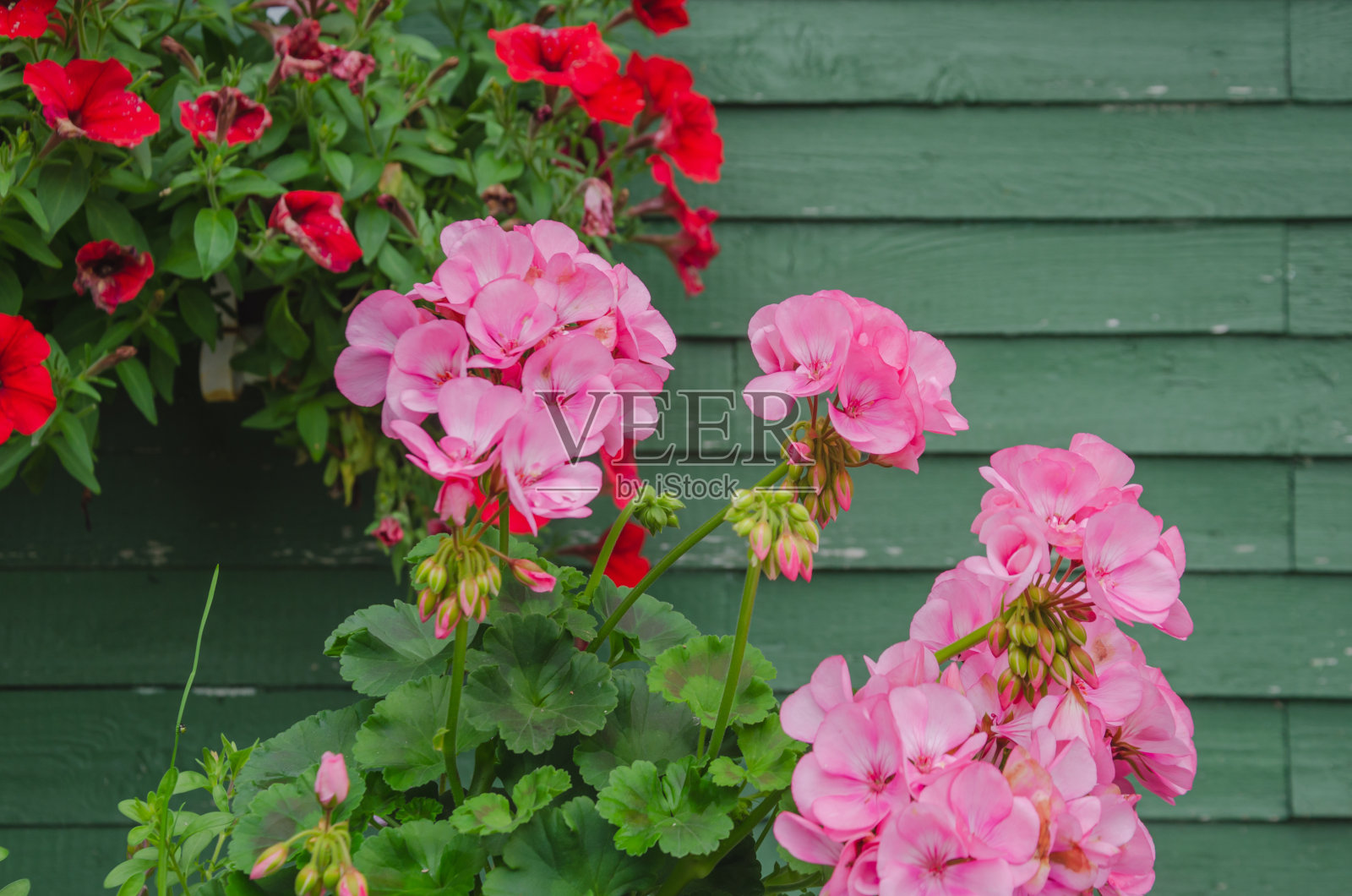 花的花园和房子天竺葵粉红色照片摄影图片