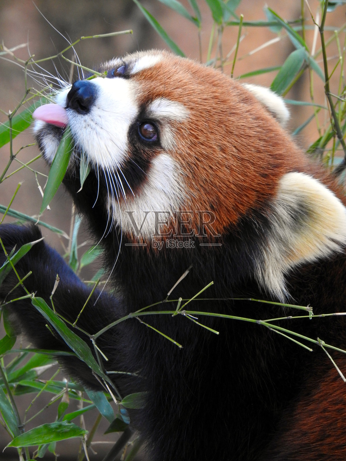 红熊猫照片摄影图片