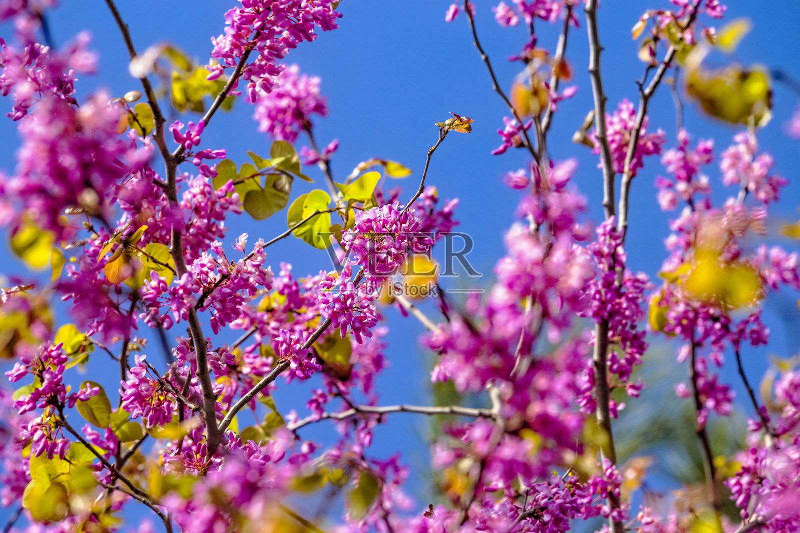 盛开美丽粉色花的紫荆树：春天绽放的东方紫荆花照片摄影图片