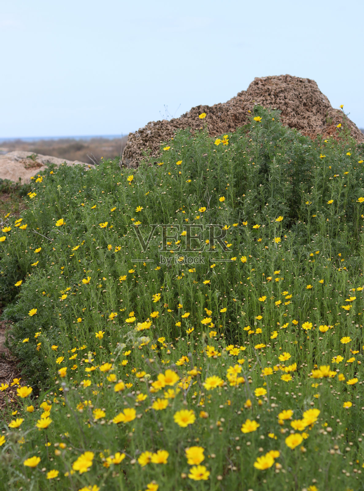 山坡上的春花照片摄影图片