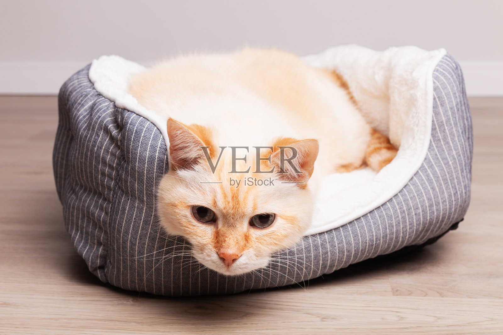 可爱有趣的米色猫在家里的木地板上的纺织篮子床上。照片摄影图片