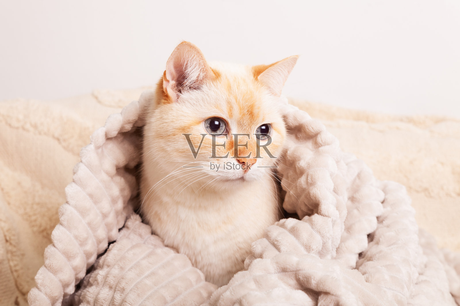 可爱的混合品种蓝眼睛猫米色格纹下。宠物关怀和福利理念。照片摄影图片