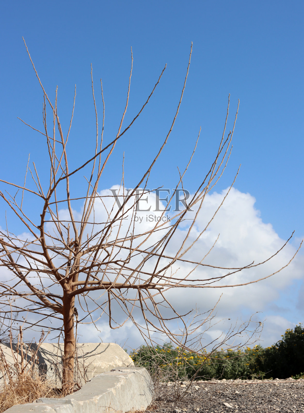 枯树照片摄影图片