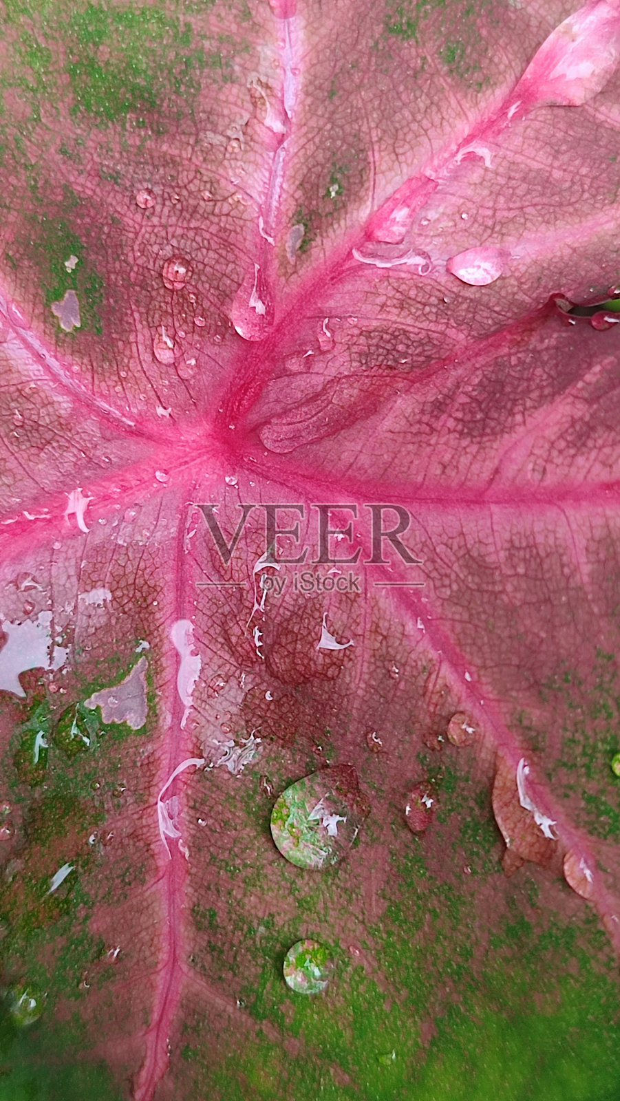 芋头叶中的水分照片摄影图片